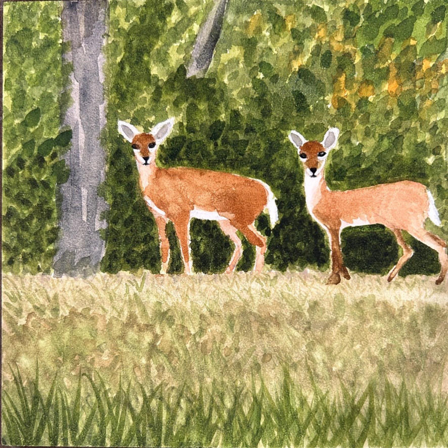 Neighborhood Deer